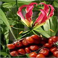 Flame Lily